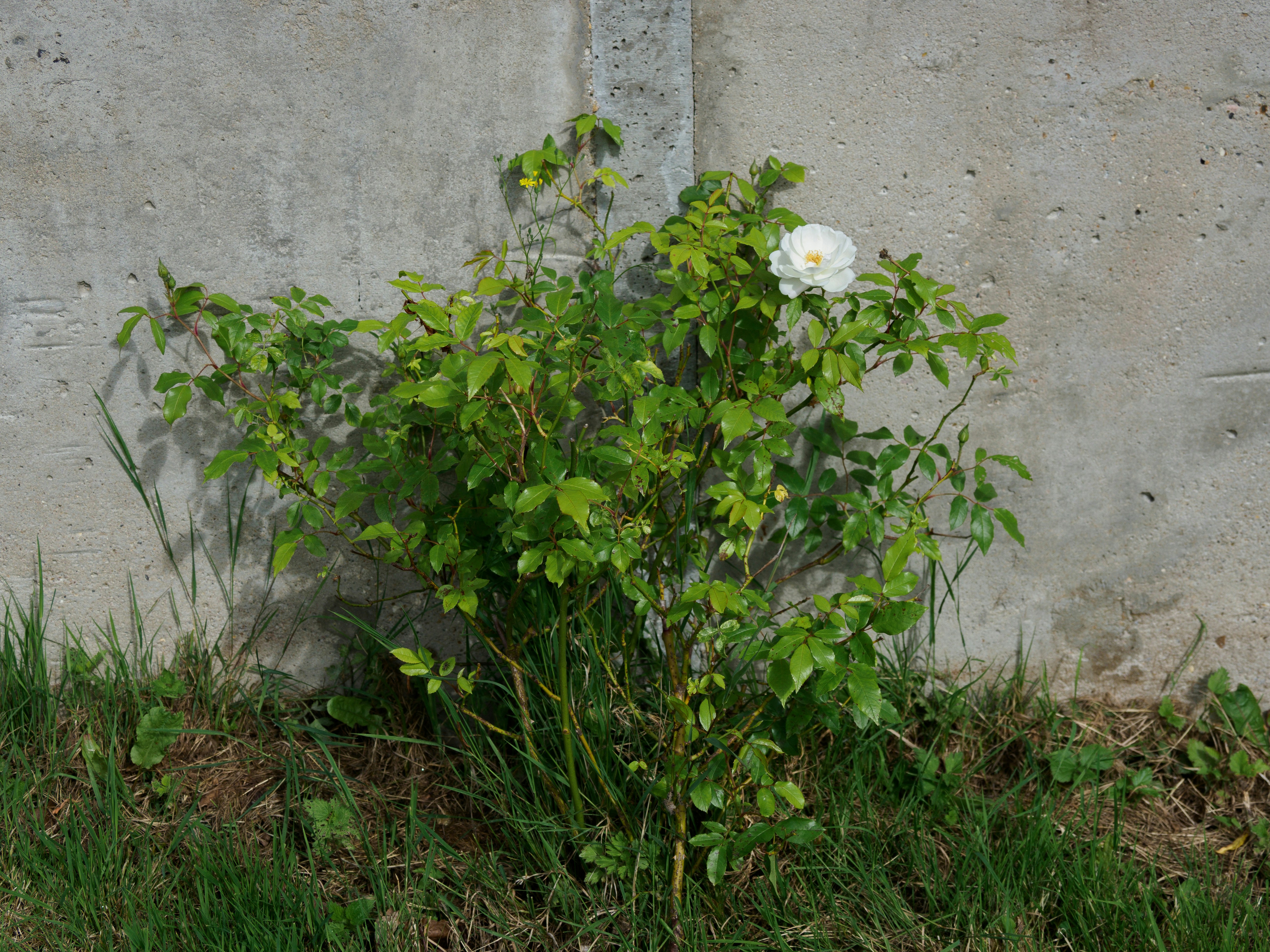 Invasive Plant Removal